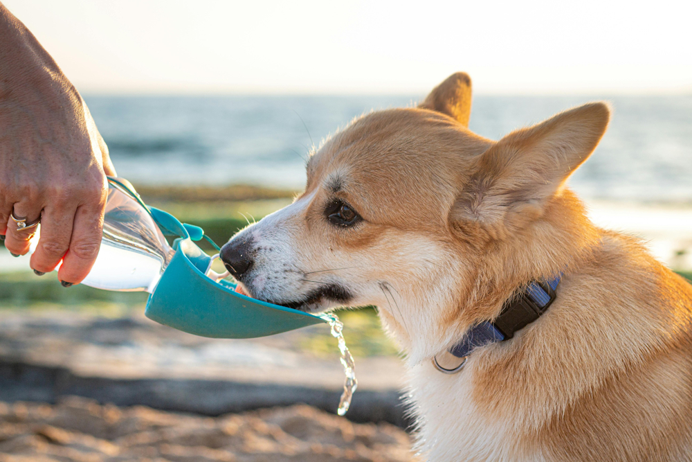 Comment choisir sa gourde 3 en 1 pour chien de randonnée